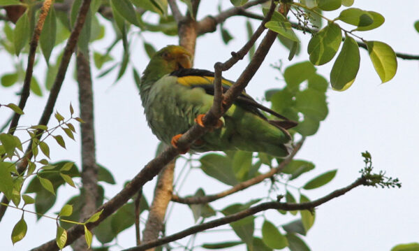 A wild Lilac-tailed Parrotlet preens