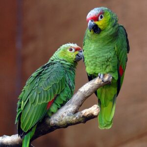 Lilacine Amazons perch on a branch, Chester Zoo UK