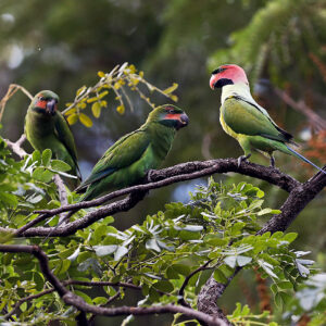 Wild Long-tailed Parakeets perch in a tree