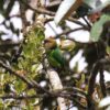 A wild male Madarasz's Tiger Parrot perches in a leafy tree