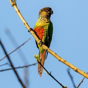 A wild Madeira Conure perches on a branch