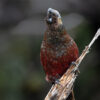 A wild Kākā vocalises