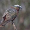 A wild Kākā vocalises