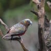 A wild Kākā perches on a branch