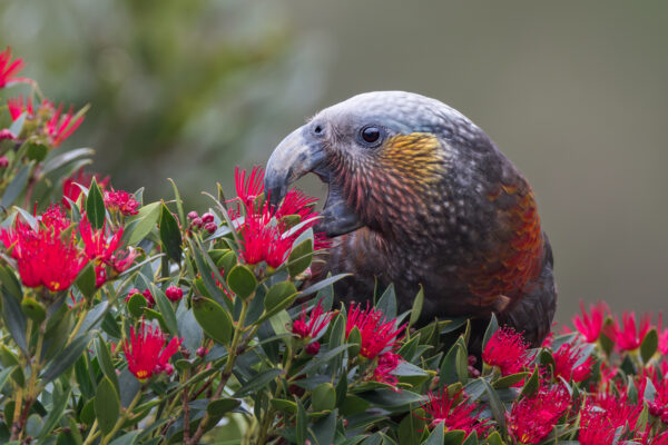 A wild Kākā forages on blossoms