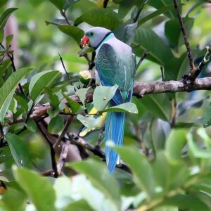 A wild Malabar Parakeet perches in a tree