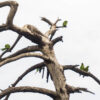 Wild Maroon-fronted Parrots perch in a snag