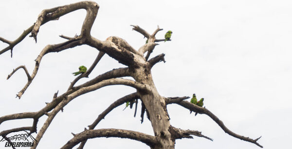 Wild Maroon-fronted Parrots perch in a snag