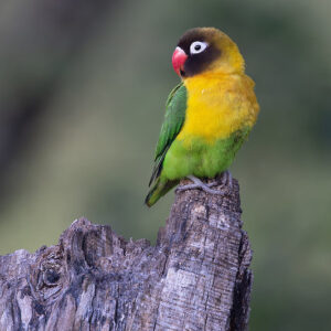 A wild Masked Lovebird perches on a stump