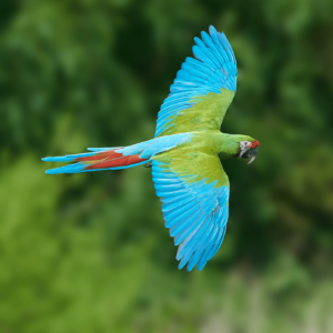 A Military Macaw in flight