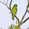 A wild Mindanao Racquet-tailed Parrot perches on branch