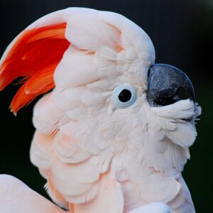 A closeup of a Moluccan Cockatoo