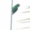 A wild Moluccan Hanging Parrot clings to a branch