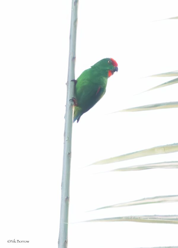 A wild Moluccan Hanging Parrot clings to a branch