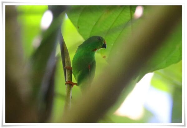 A wild Moluccan Hanging Parrot clings to a branch