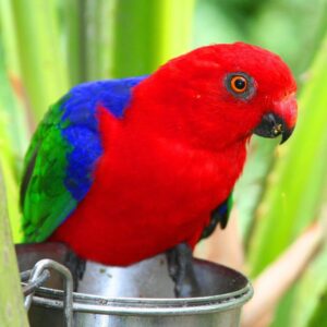 Moluccan King Parrot perches on a feed dish at Brevard Zoo