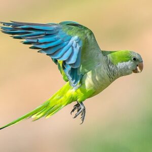 A wild Monk Parakeet in flight