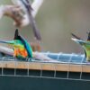 Wild Mulga Parrots drink from a trough