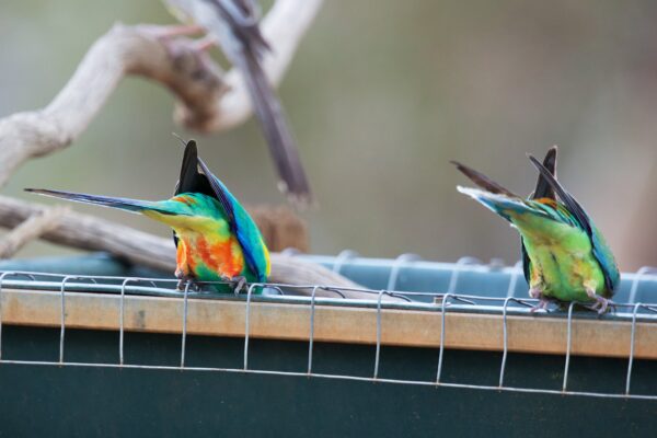 Wild Mulga Parrots drink from a trough