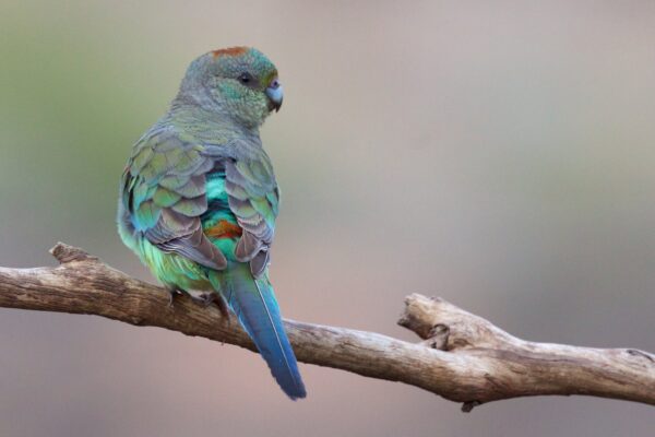 A wild female Mulga Parrot perches on a branch