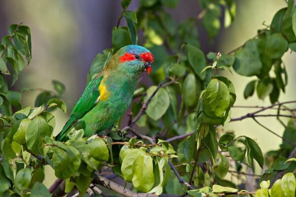 A wild Musk Lorikeet perches in a tree