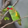 A wild Musk Lorikeet perches on a branch