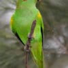 A wild Musk Lorikeet perches on a branch