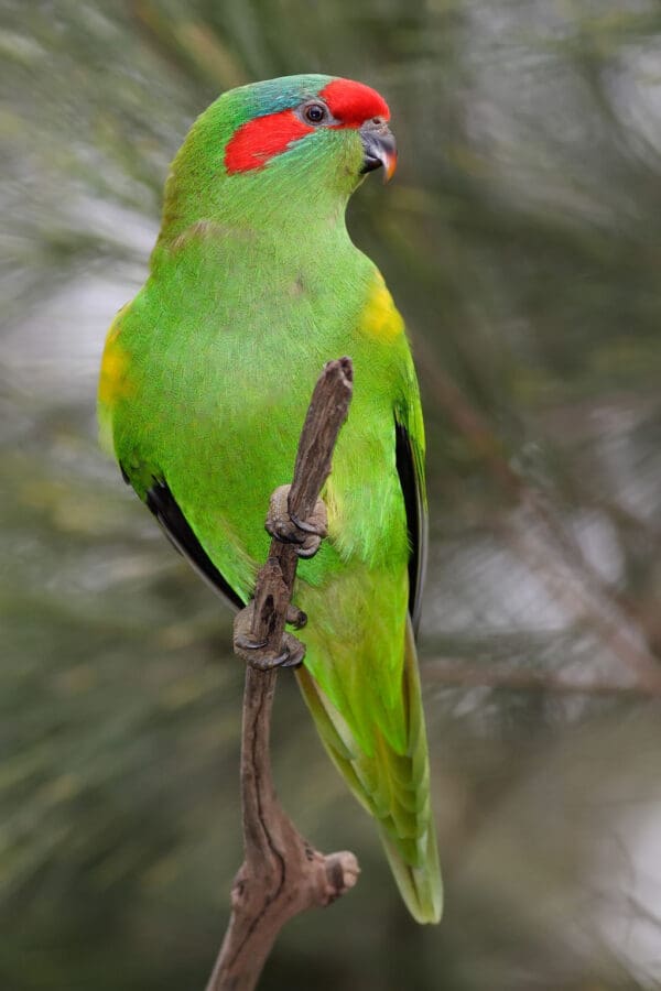 A wild Musk Lorikeet perches on a branch