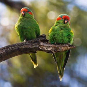 Wild Musk Lorikeet perch on a branch