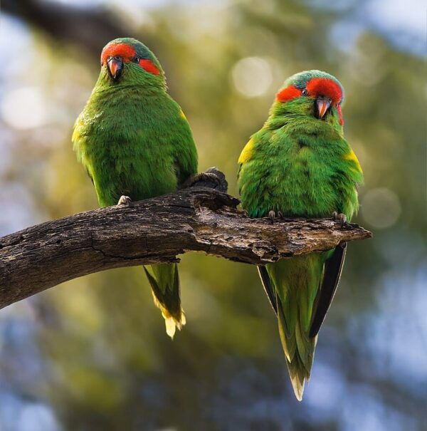 Wild Musk Lorikeet perch on a branch