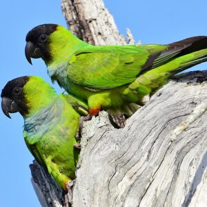 Wild Nanday Conures perch on a tree snag