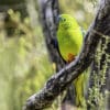 A wild Orange-bellied Parrot perches on a branch