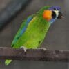 A companion Orange-breasted Fig Parrot perches