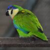 A companion Orange-breasted Fig Parrot perches