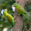 Wild Orange-chinned Parakeets bicker