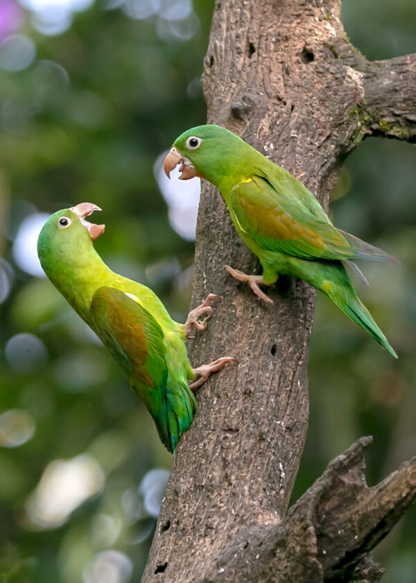 Wild Orange-chinned Parakeets bicker