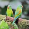 Wild Orange-chinned Parakeets perch on a log