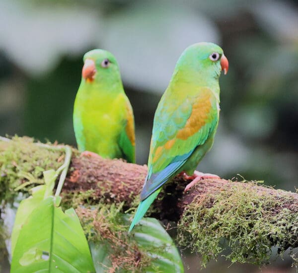 Wild Orange-chinned Parakeets perch on a log