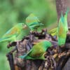 Wild Orange-chinned Parakeets perch on a stump