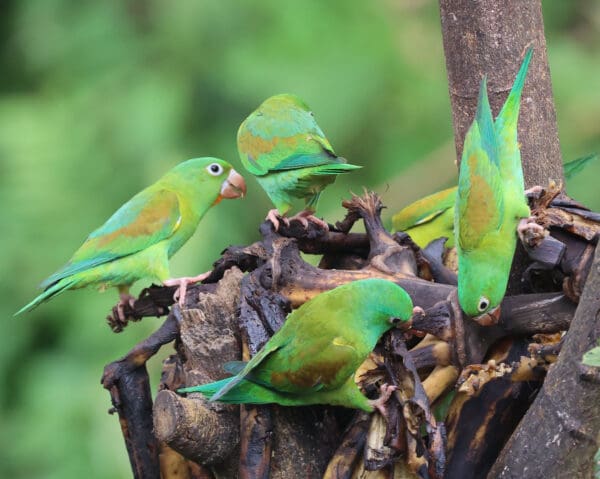 Wild Orange-chinned Parakeets perch on a stump