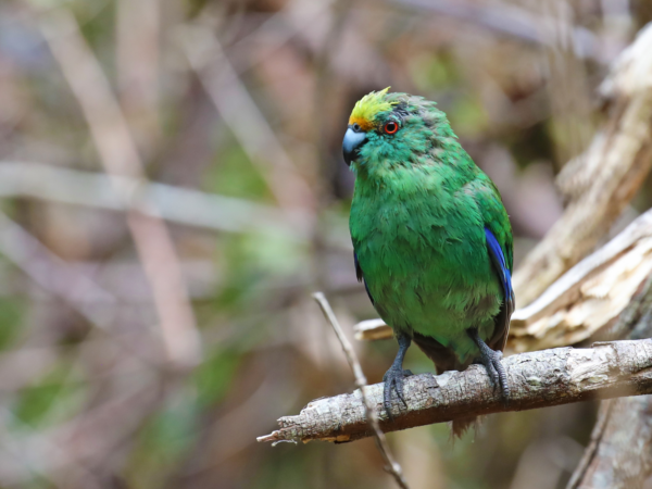 A wild Orange-fronted Parakeet perches on a branch