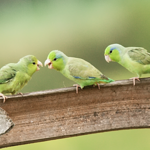 Wild Pacific Parrotlets feed their chick