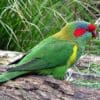 A wild Musk Lorikeet perches on a log