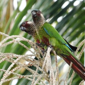 Wild Painted Conures perch in a palm tree