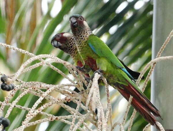 Wild Painted Conures perch in a palm tree