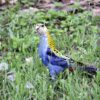 A wild Pale-headed Rosella forages on the ground