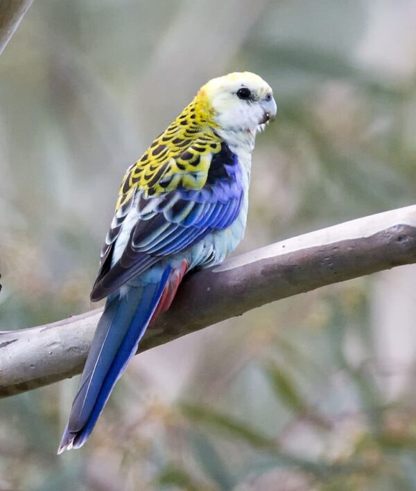 A wild Pale-headed Rosella perches on a limb