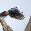 A wild Pale-headed Rosella in flight