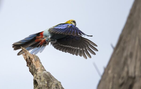 A wild Pale-headed Rosella in flight