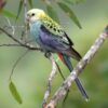 A wild Pale-headed Rosella perches on a branch